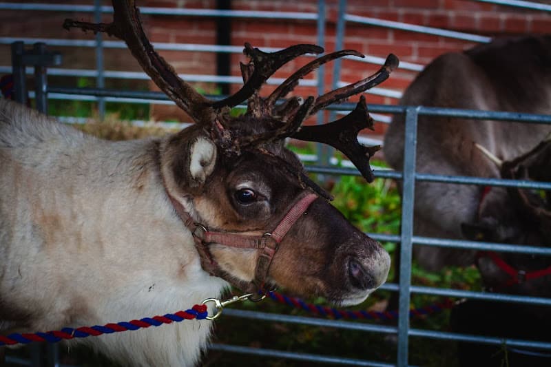 Reindeer at Christmas Event