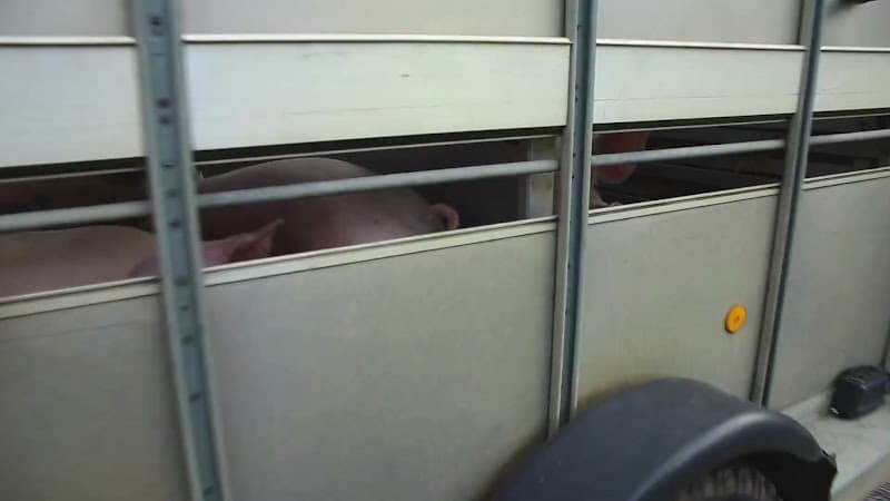 Sad looking pig in slaughter truck - CK Meats, Suffolk