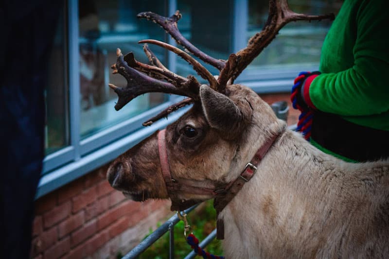 25-12 | Reindeer at Christmas Event