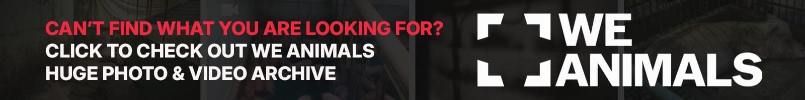 We Animals Stock banner