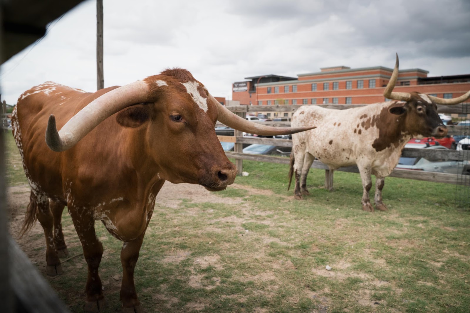 Longhorn Cows Make Their Way To The Street For Cattle Drive