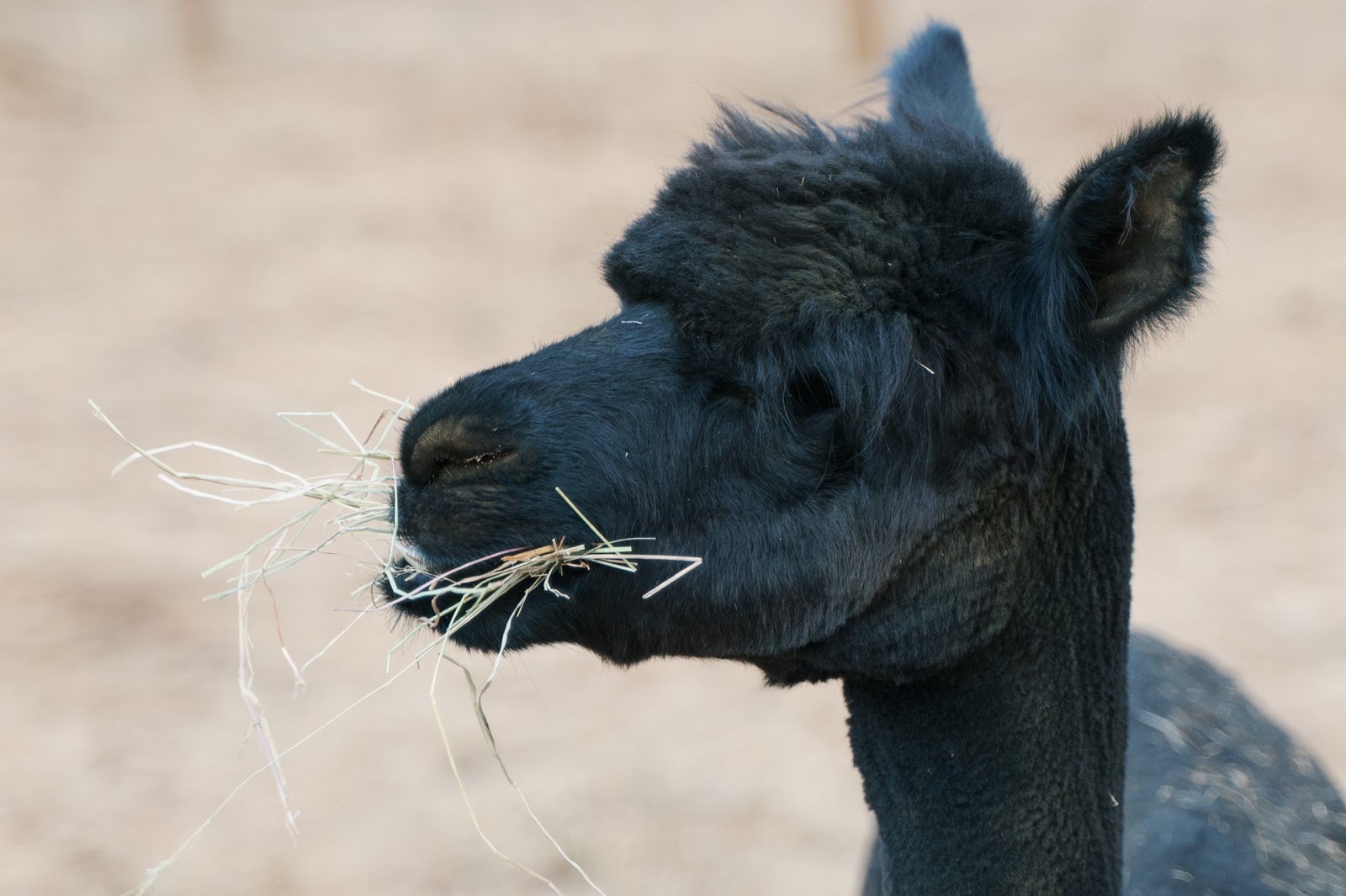 Alpaca Eating Hay