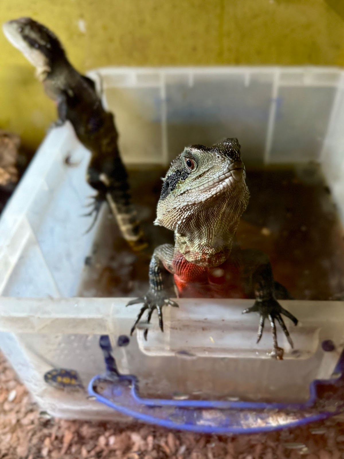 Australian water Dragons in filthy conditions