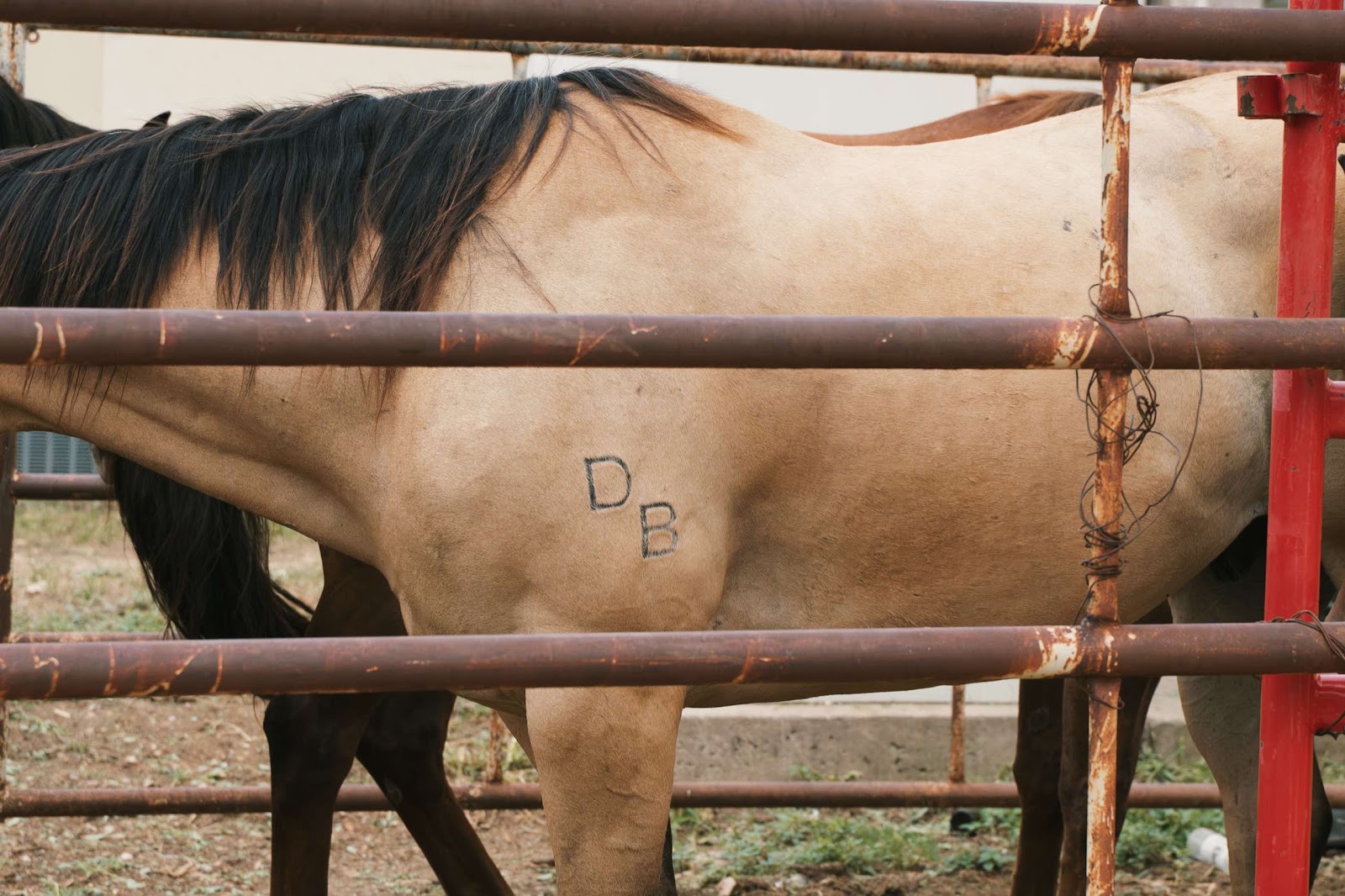Close-up Of Horse With Branding Mark