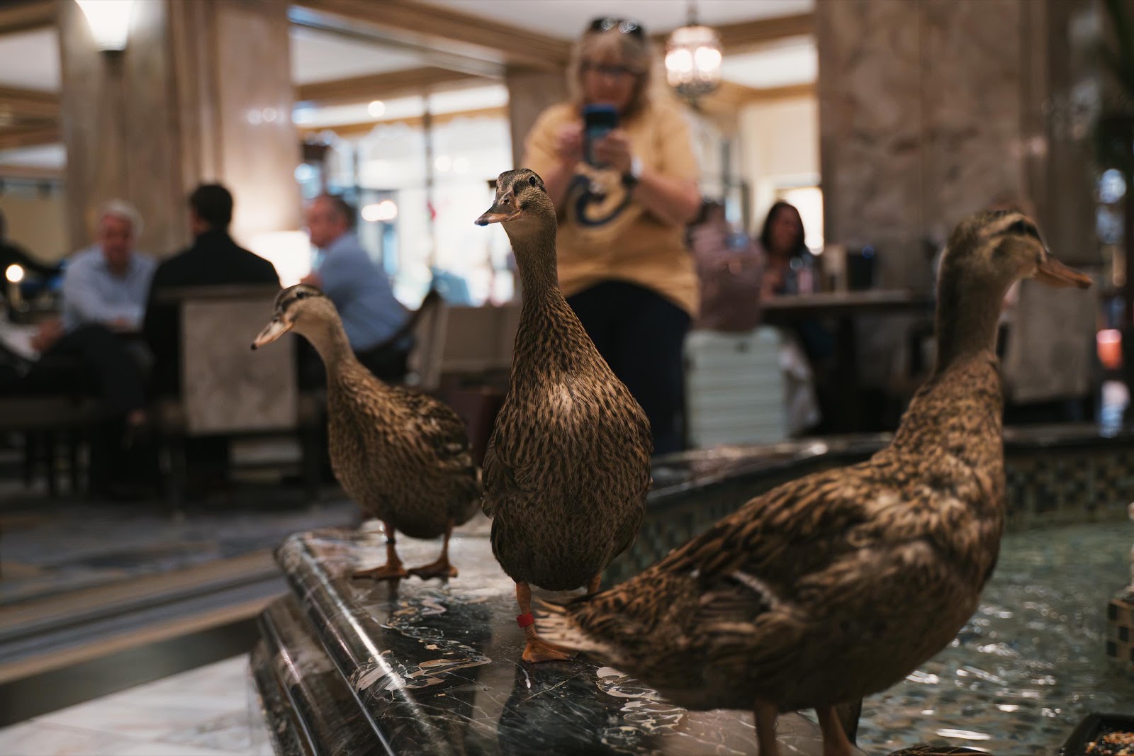 Ducks Kept In Hotel Fountain