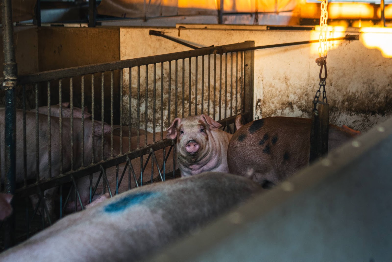Pigs inside a shed on UK farm