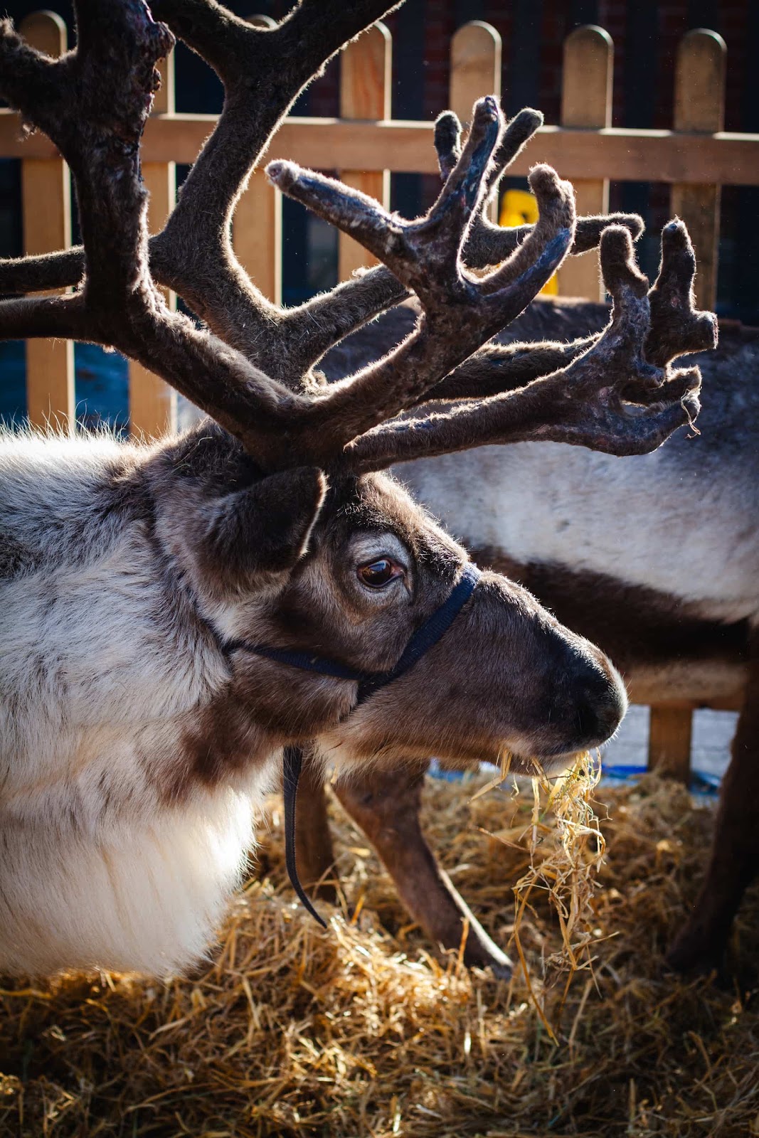 Reindeer Display at Christmas Event