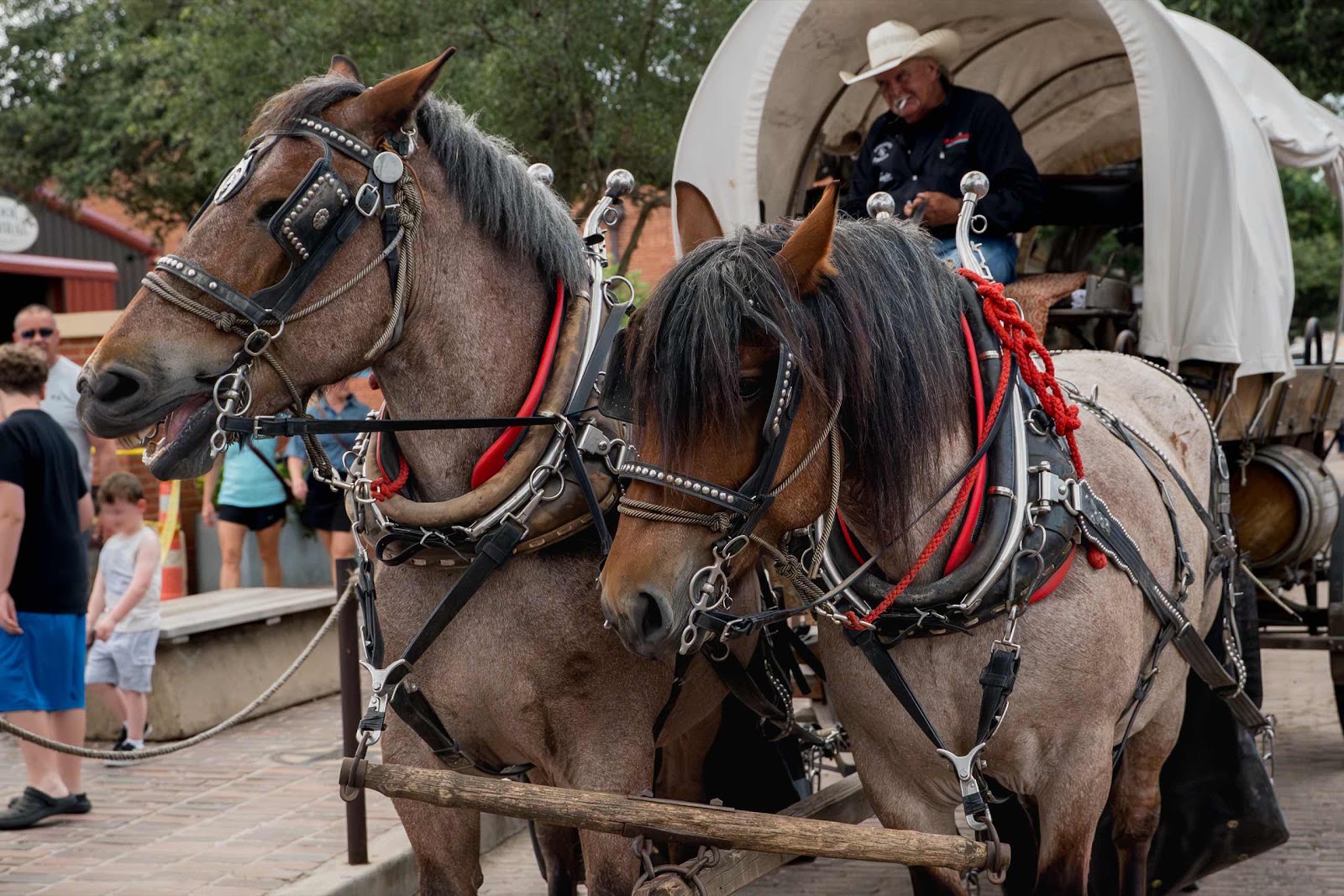 Horse & Cart
