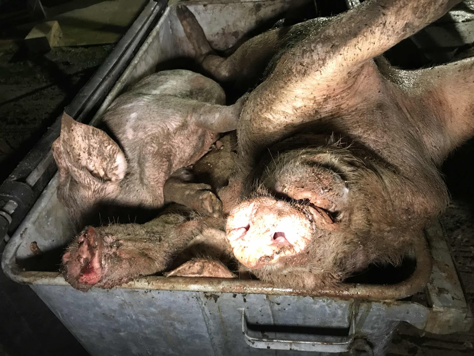 Bin Full Of Dead Pigs