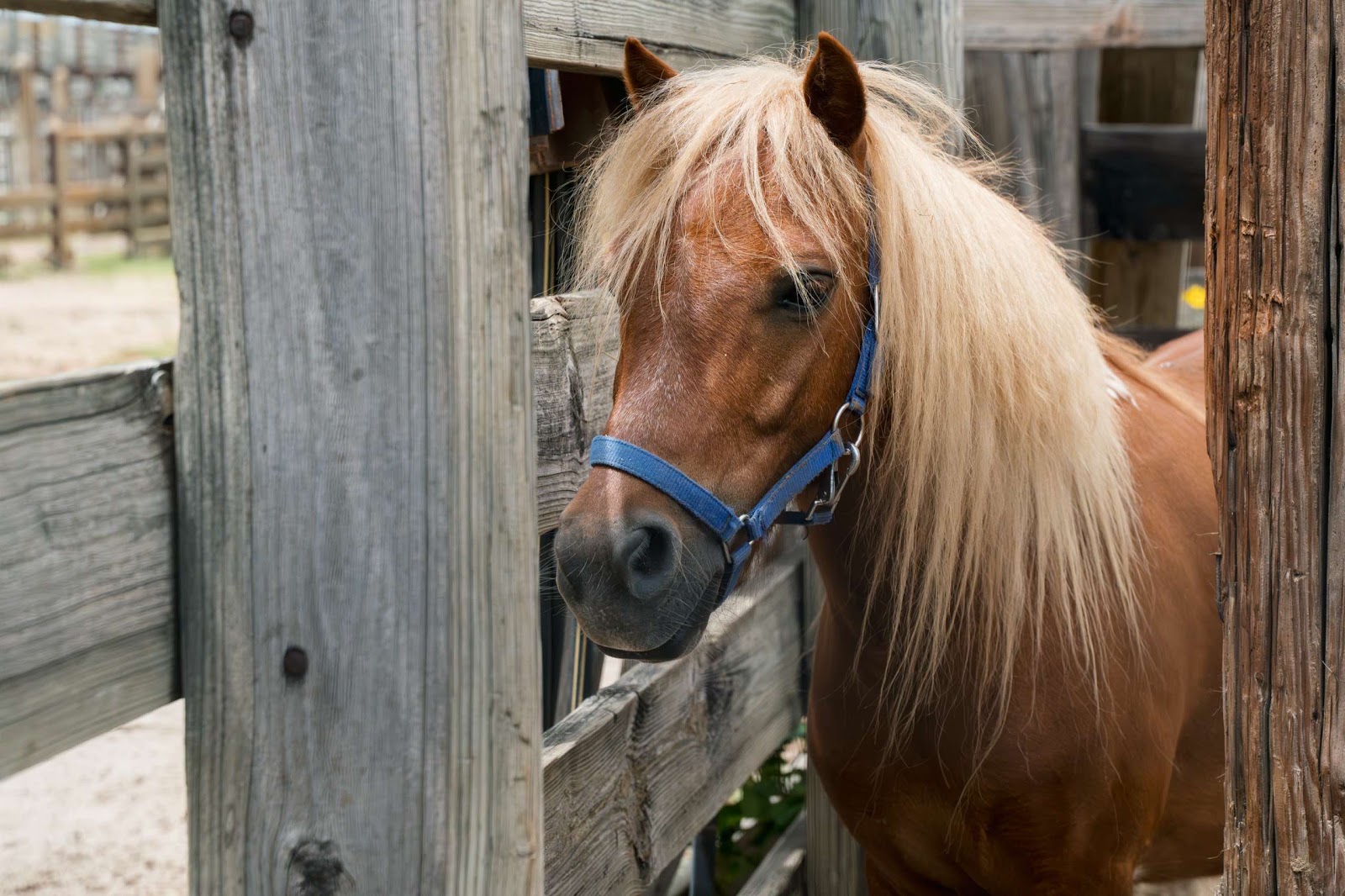Close-up Of A Pony