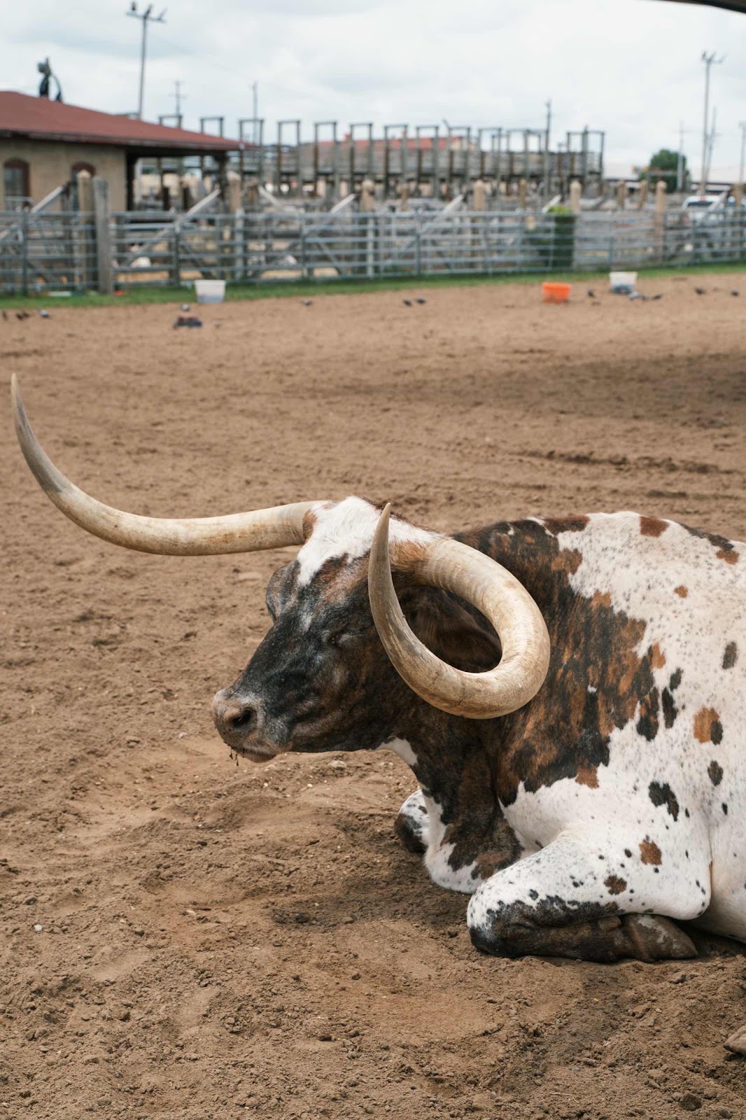 Longhorn Cow Awaiting Cattle Drive