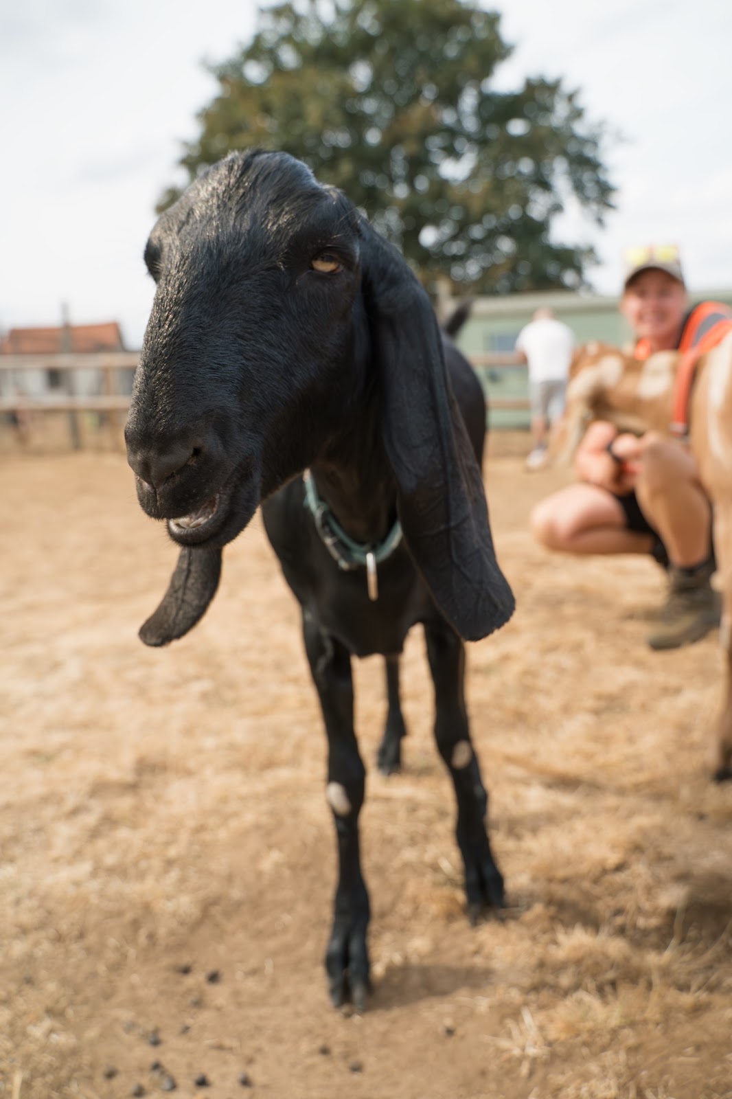 Black Goat