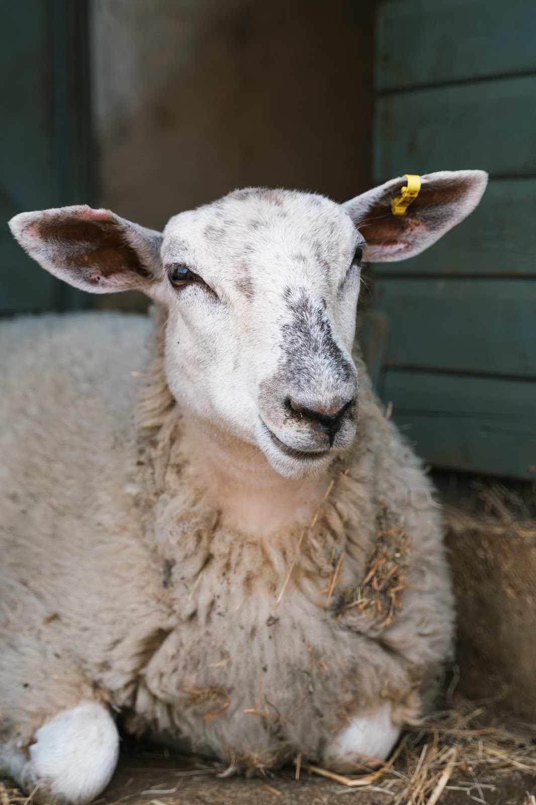 Close-Up Of Sheep Sat In Doorway