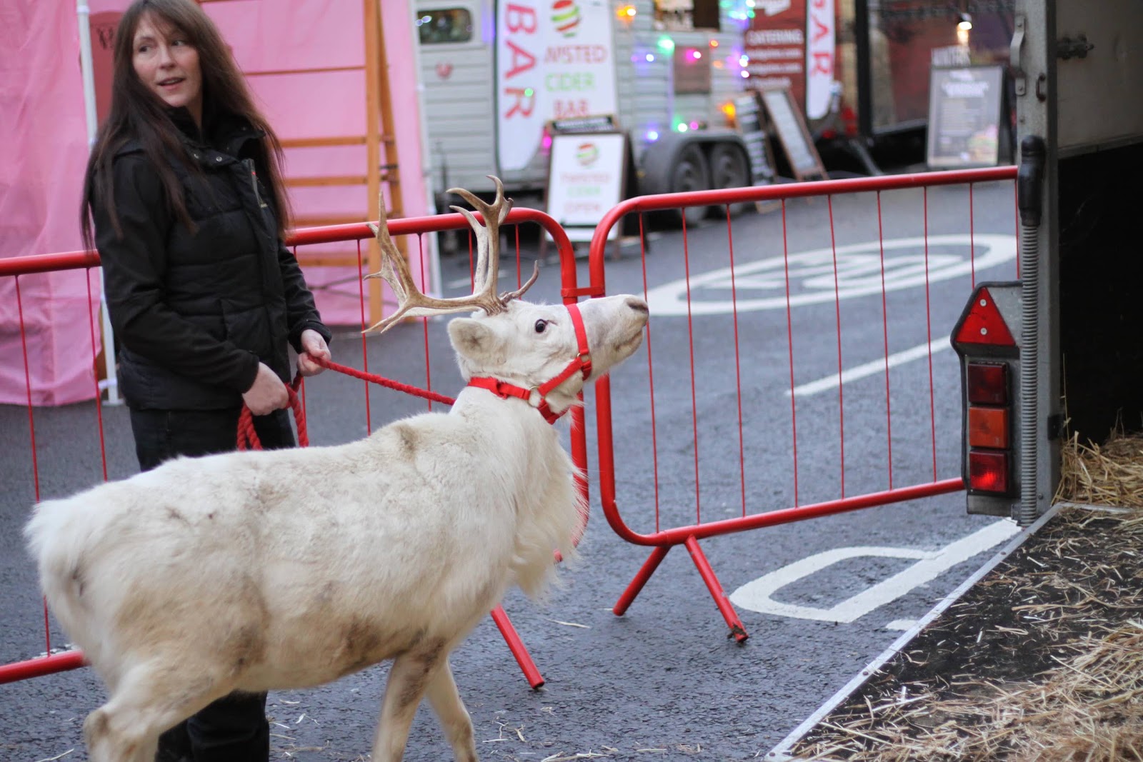 Reindeer Display at Christmas Market