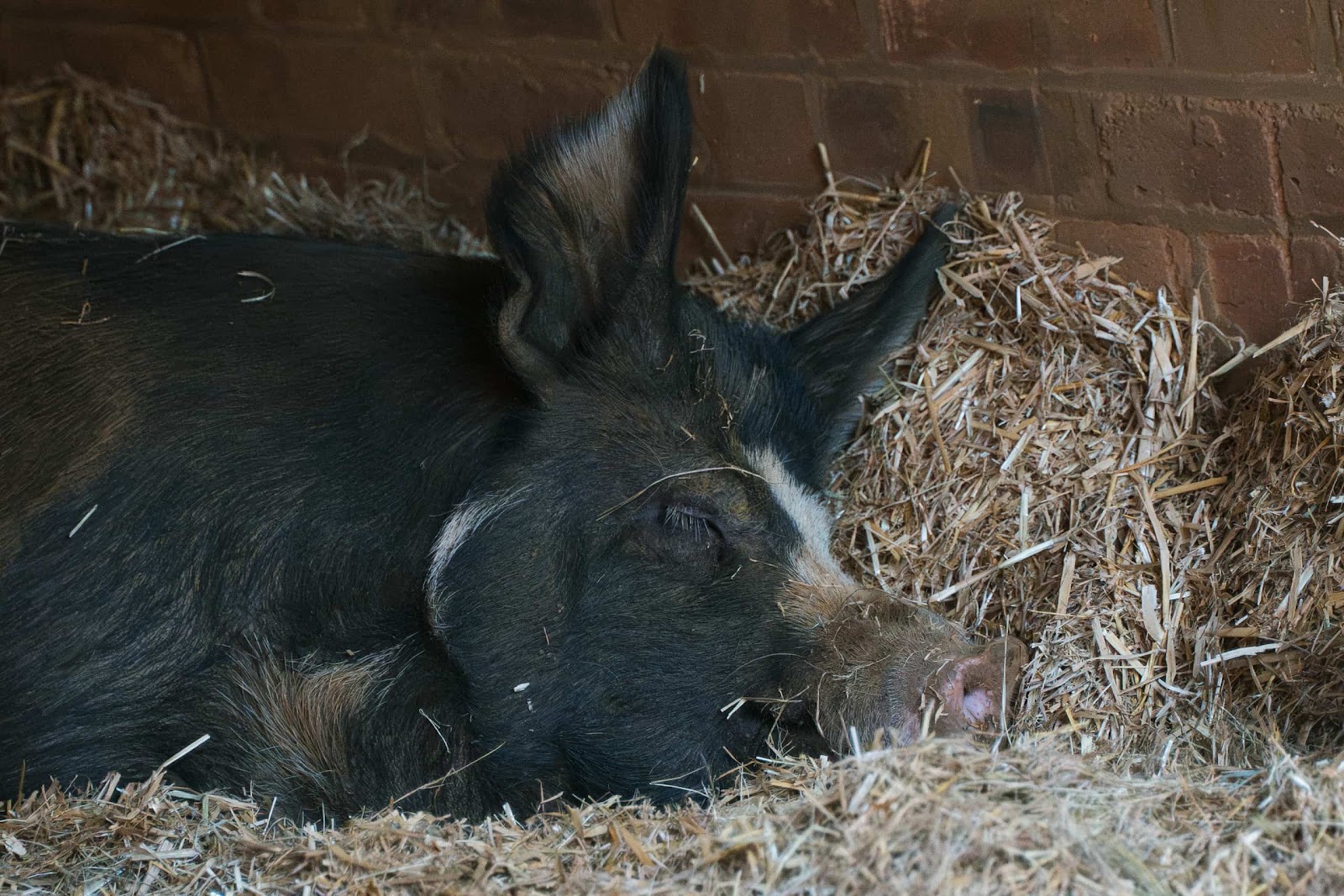 A Sleeping Pig