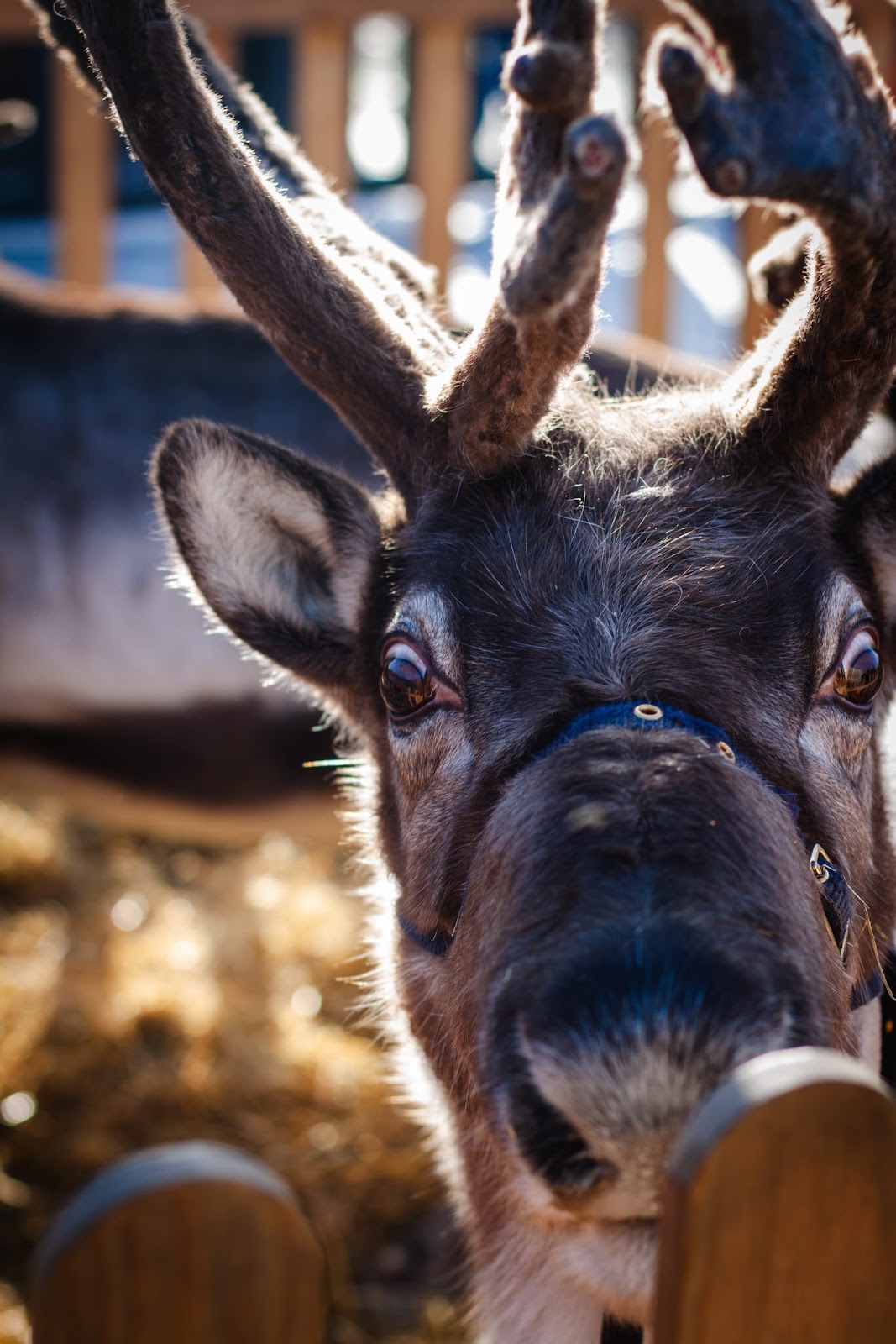 Reindeer Display at Christmas Event