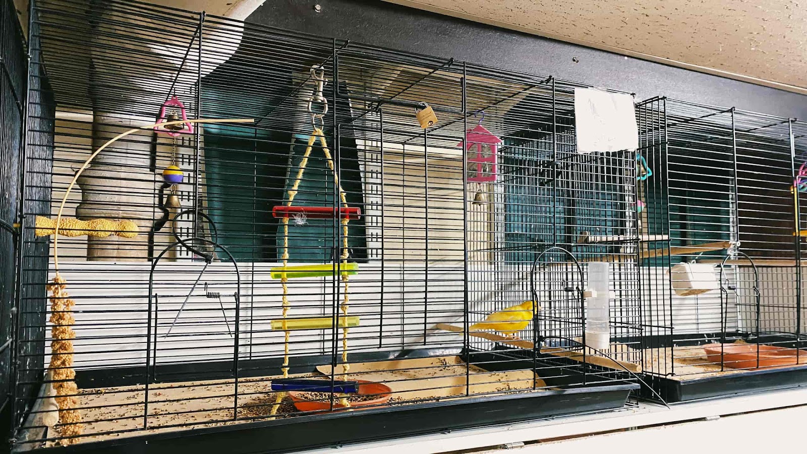 Pet Shop Cage For A Yellow Canary