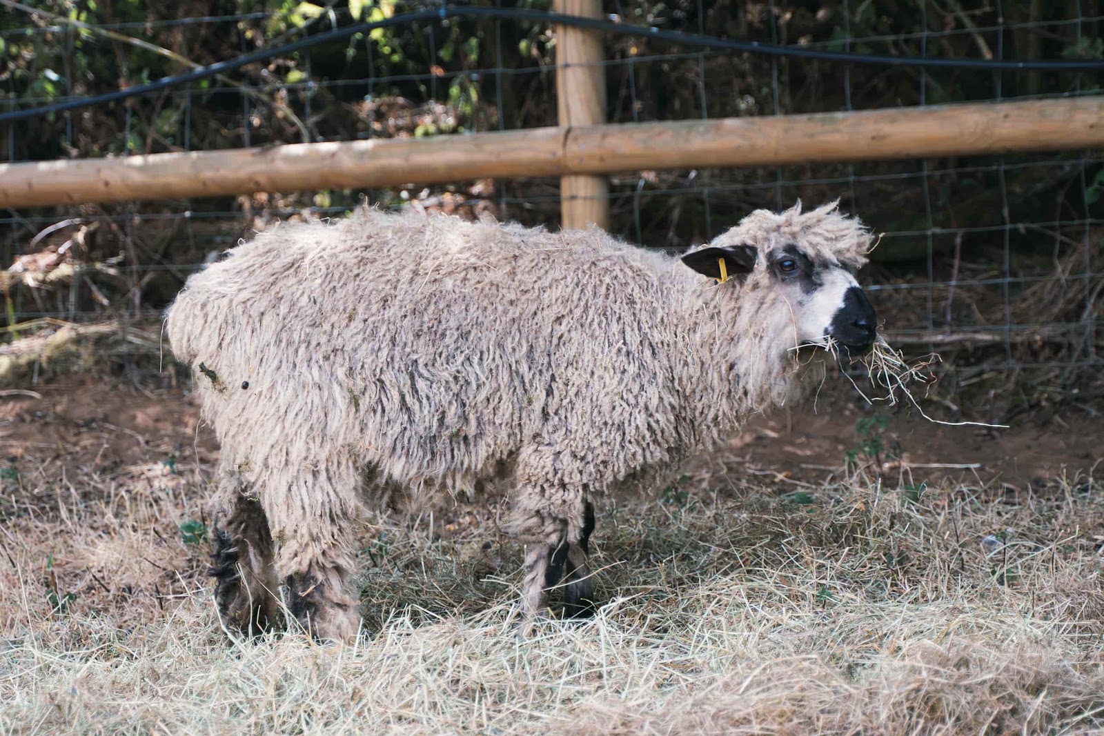 Sheep Eating