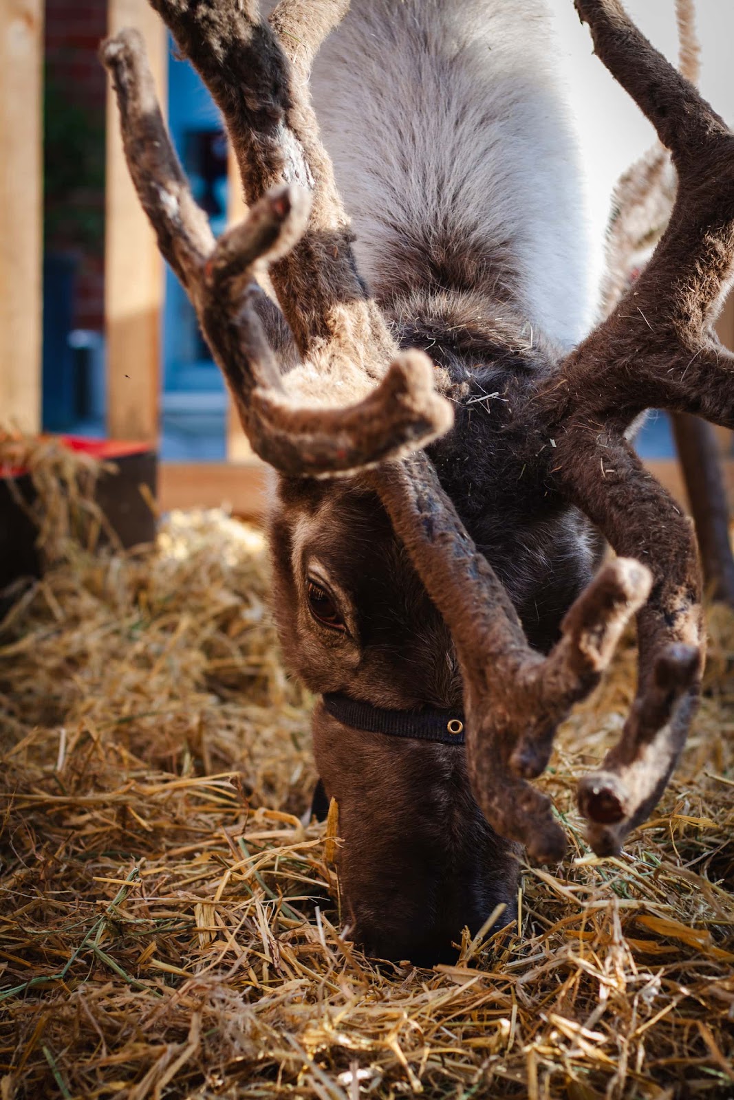 Reindeer Display at Christmas Event