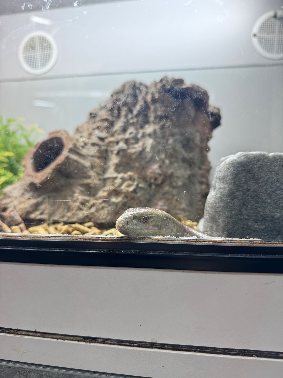 Glass lizard looks out of glass doors