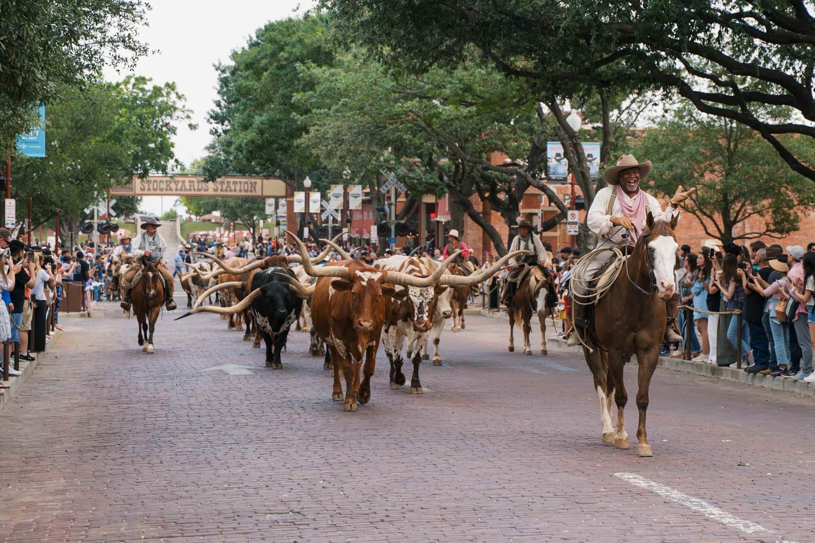 Longhorn Cows Walk The Street For Cattle Drive