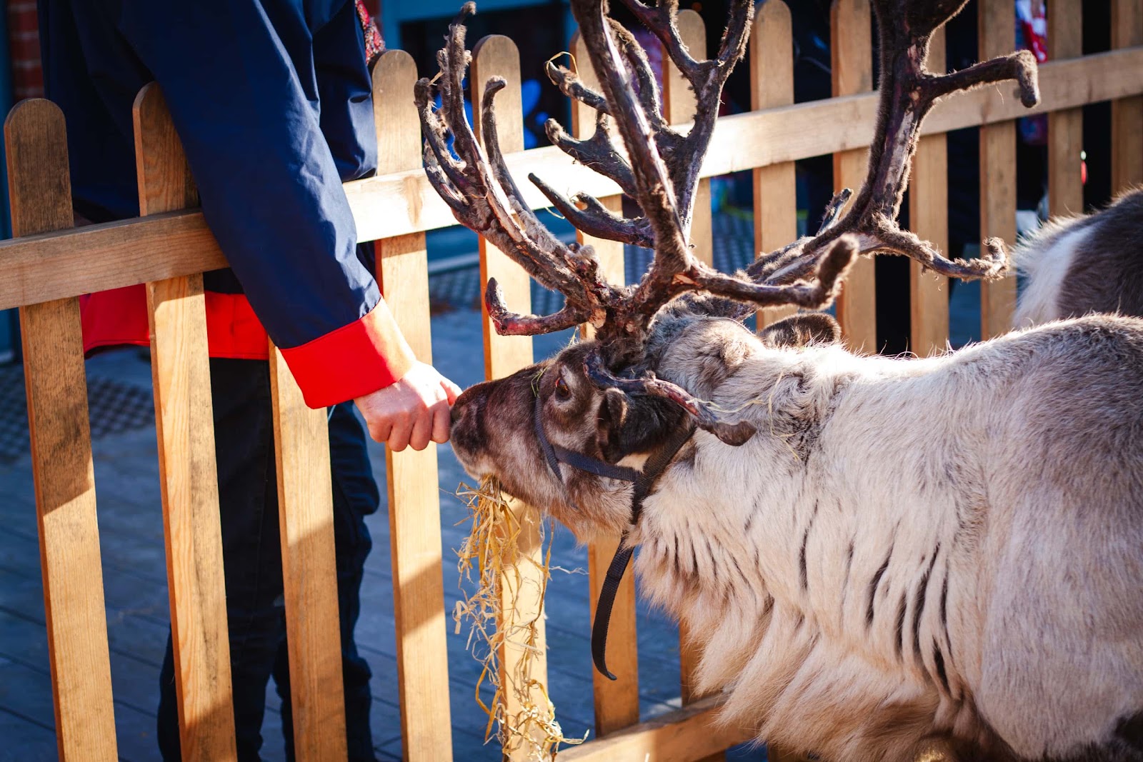 Reindeer Display at Christmas Event
