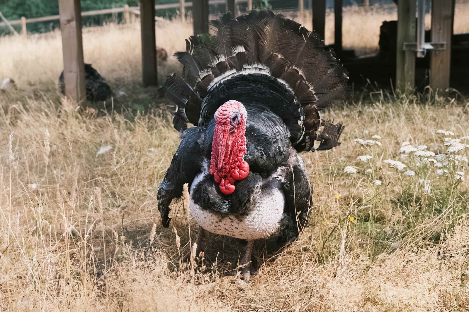 Male Turkey