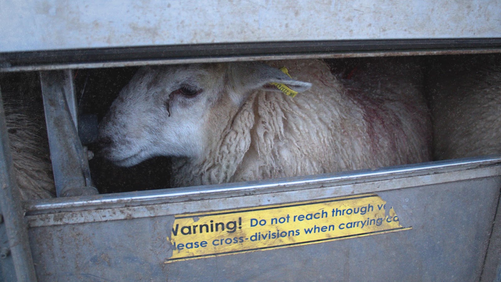Sheep in Truck at Auction