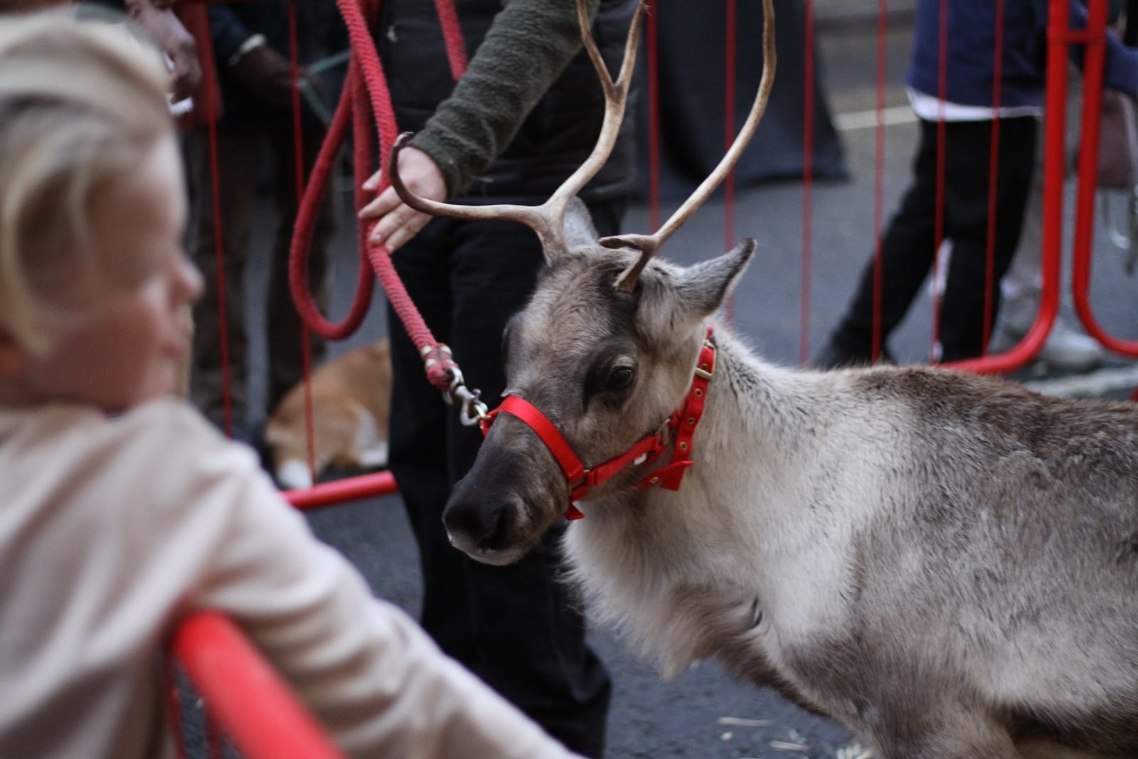 Reindeer Display at Christmas Market
