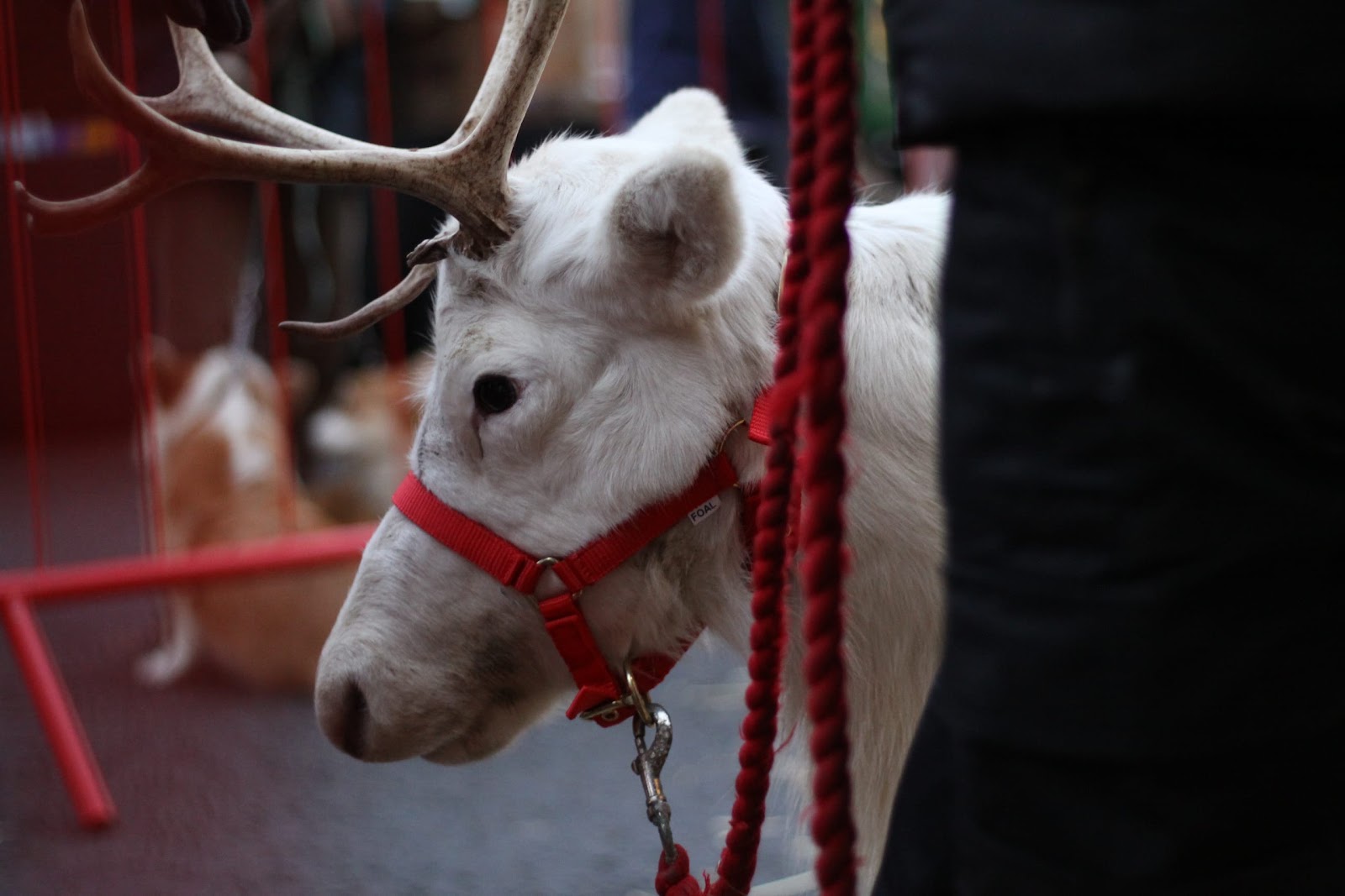 Reindeer Display at Christmas Market