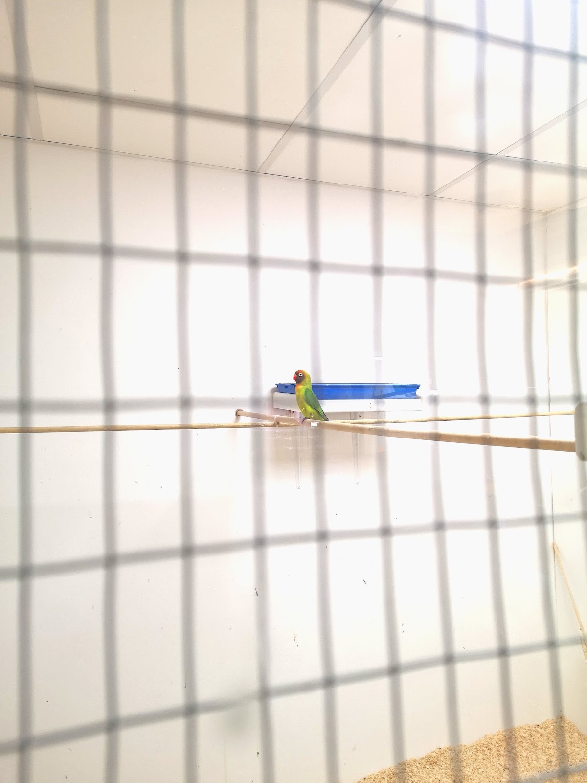 Solitary confinement for a social bird