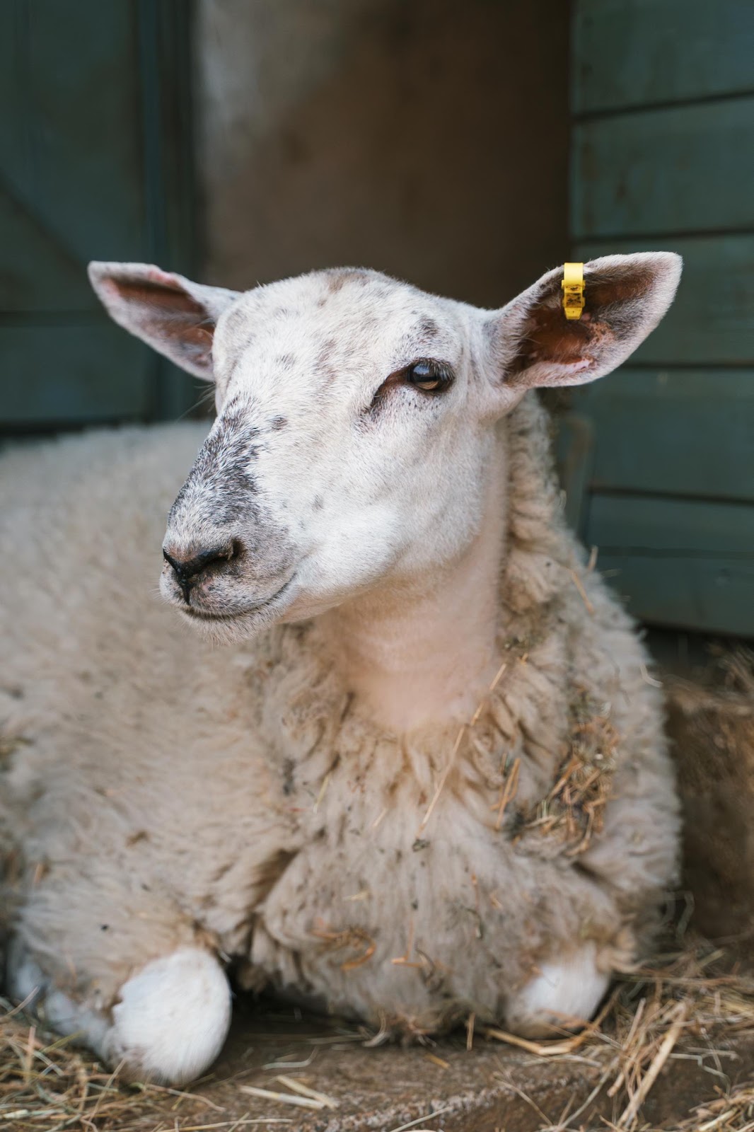 Close-Up Of Sheep Sat In Doorway