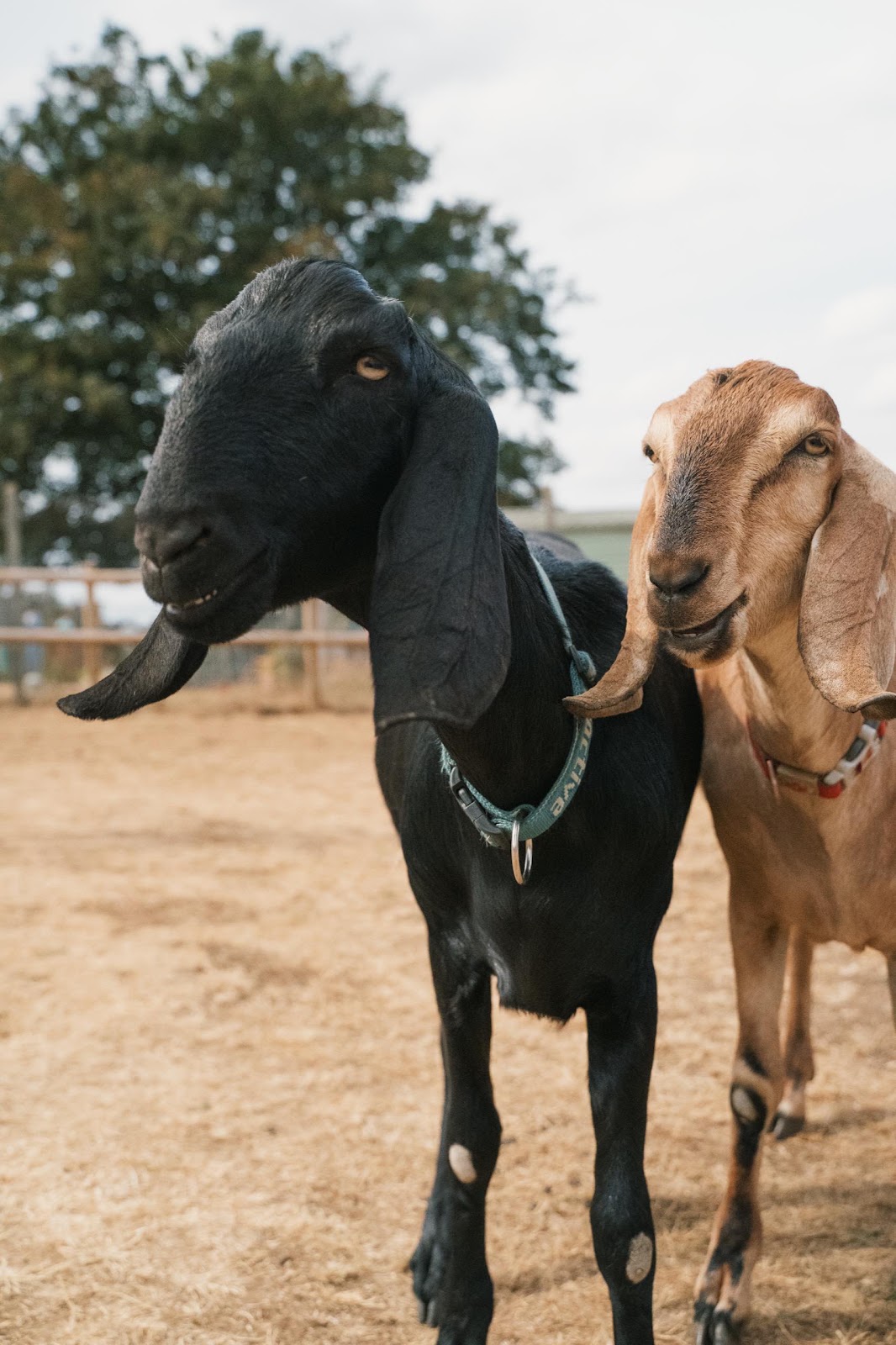 Goats