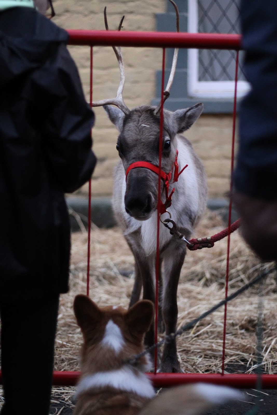 Reindeer Display at Christmas Market