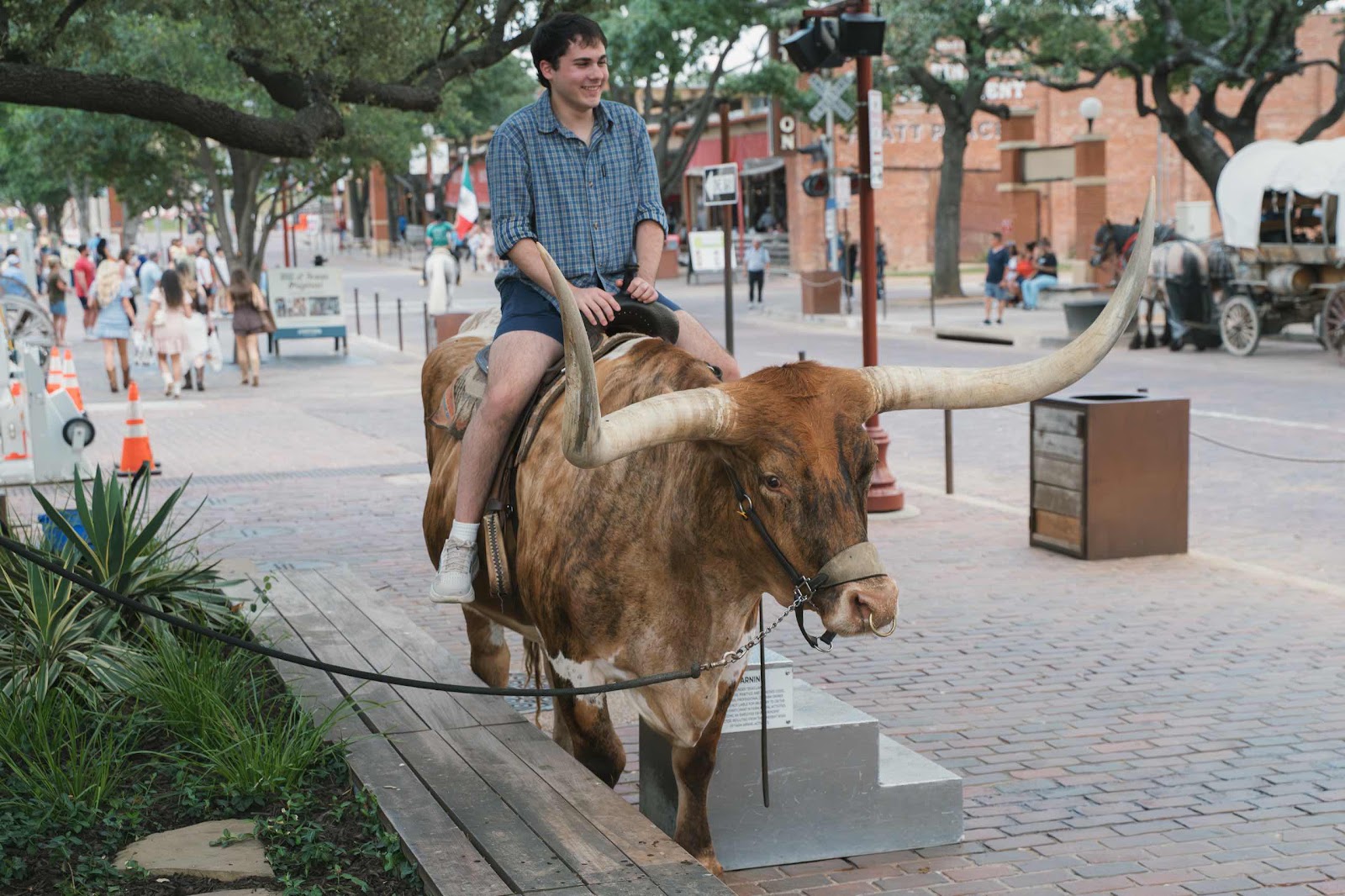 Man Sat On Longhorn Cow 