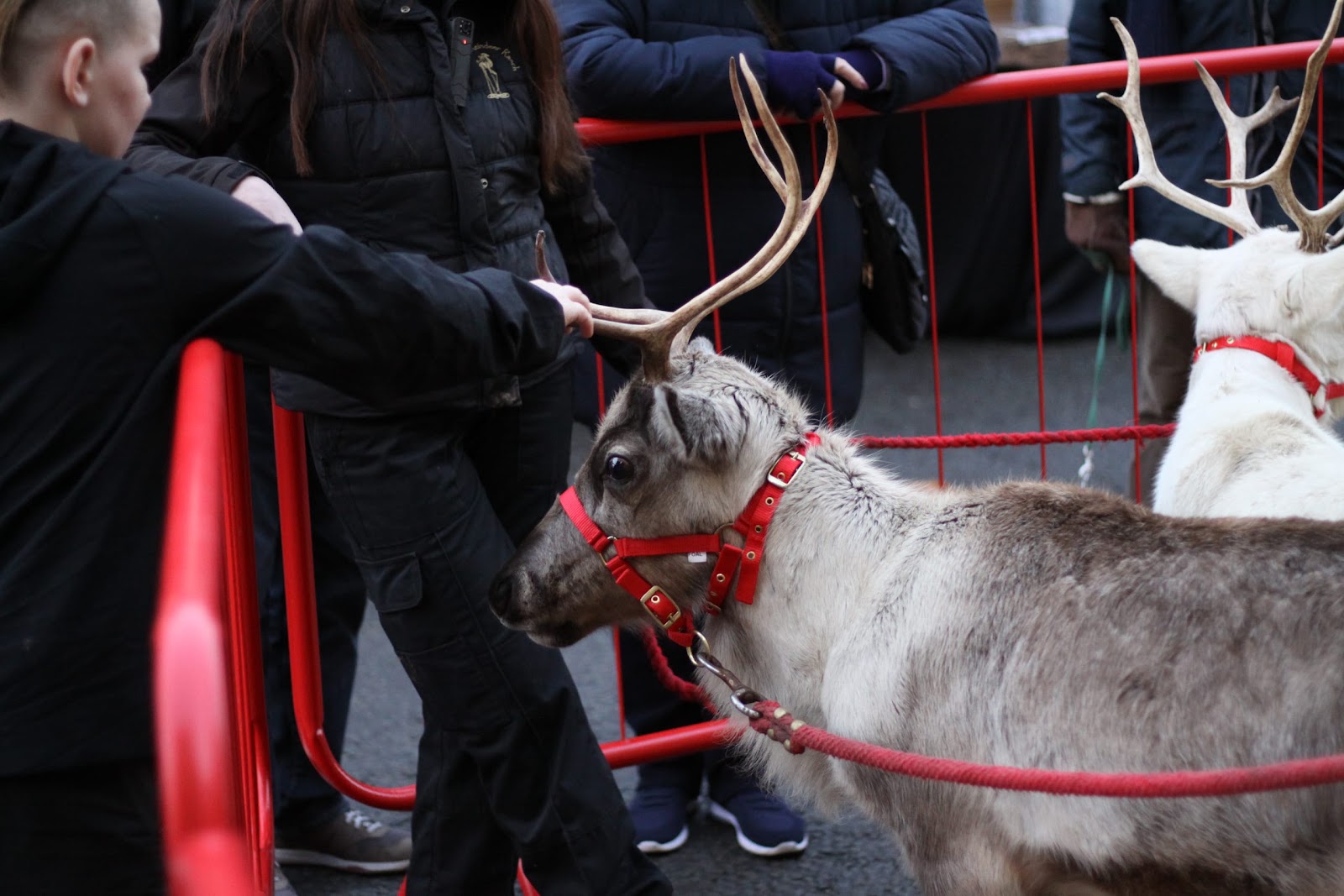 Reindeer Display at Christmas Market