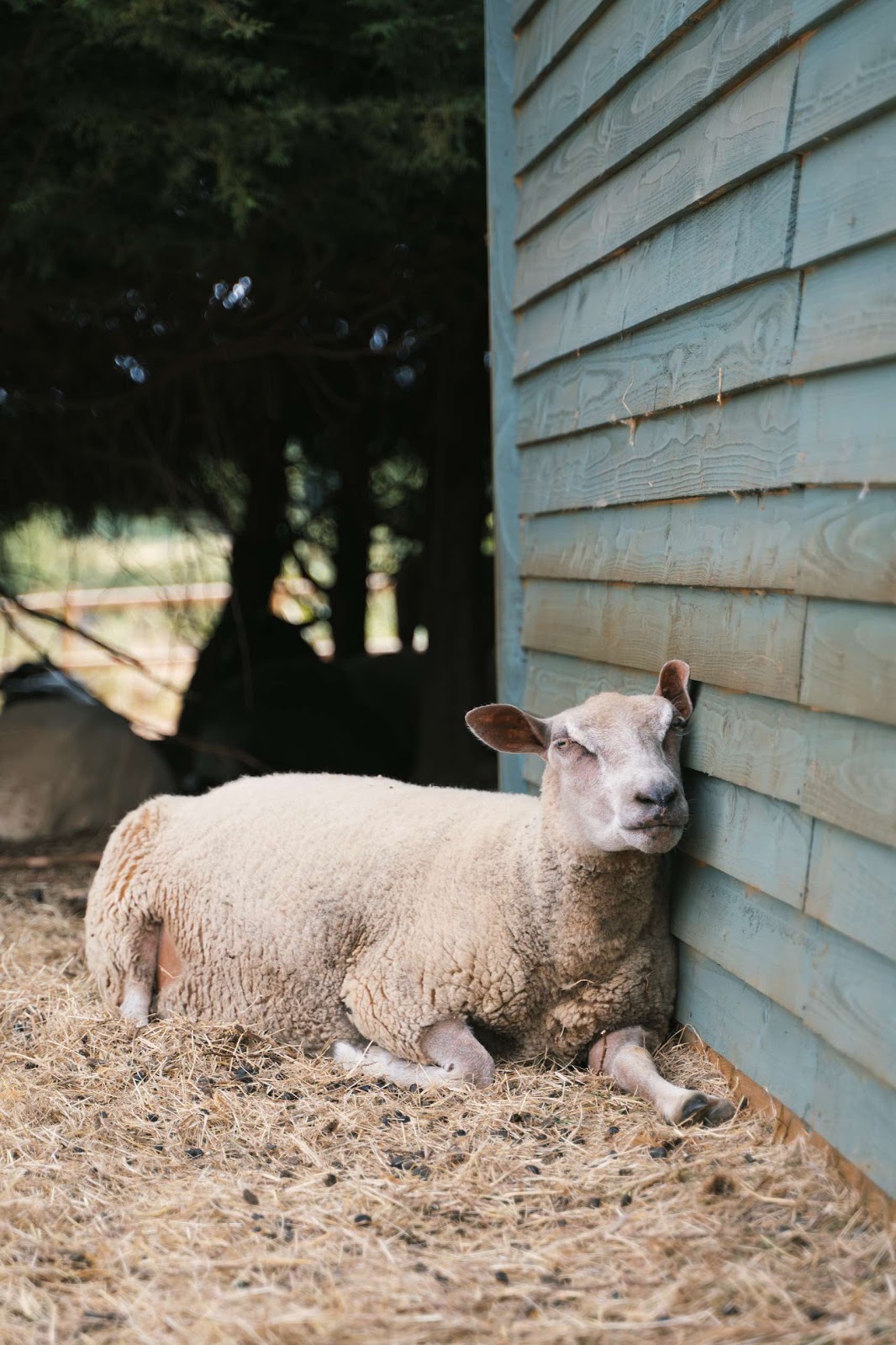 Sheep In The Shade