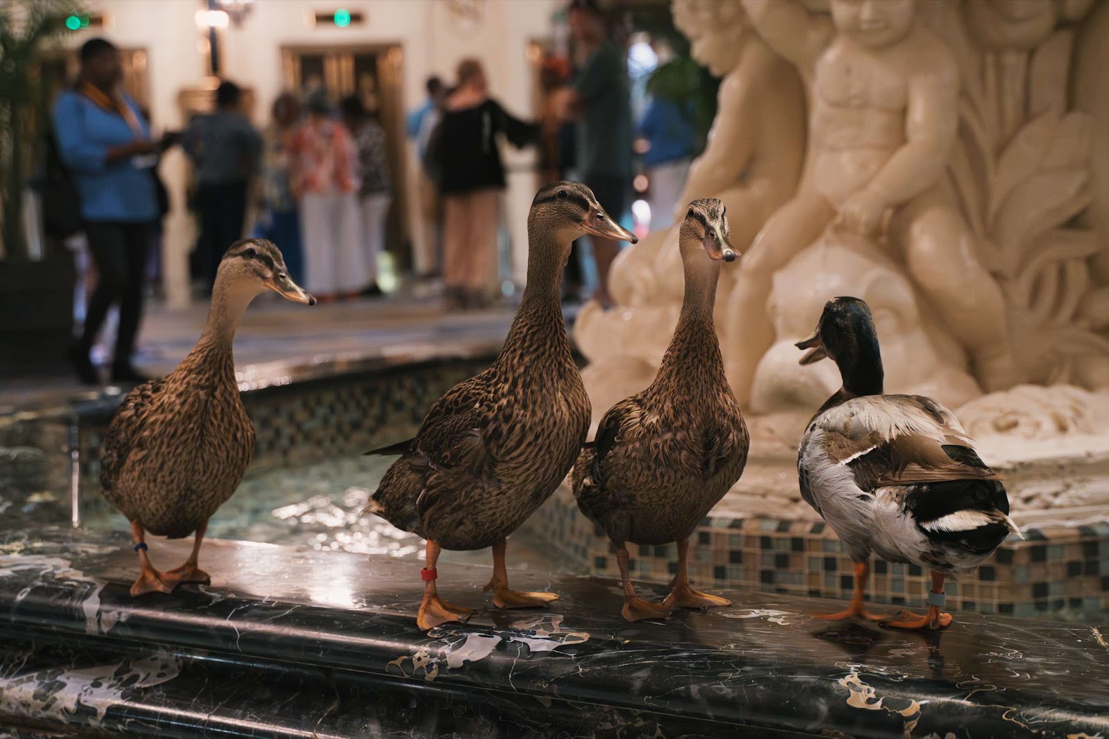 Ducks Kept In Hotel Fountain