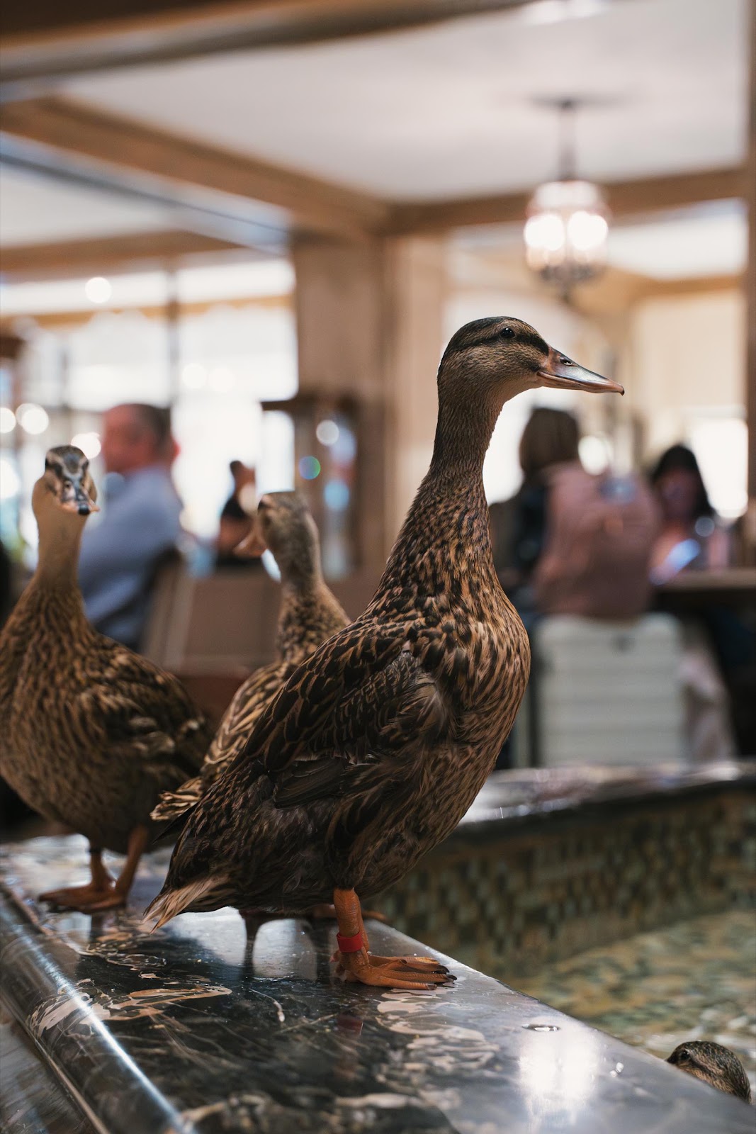 Ducks Kept In Hotel Fountain