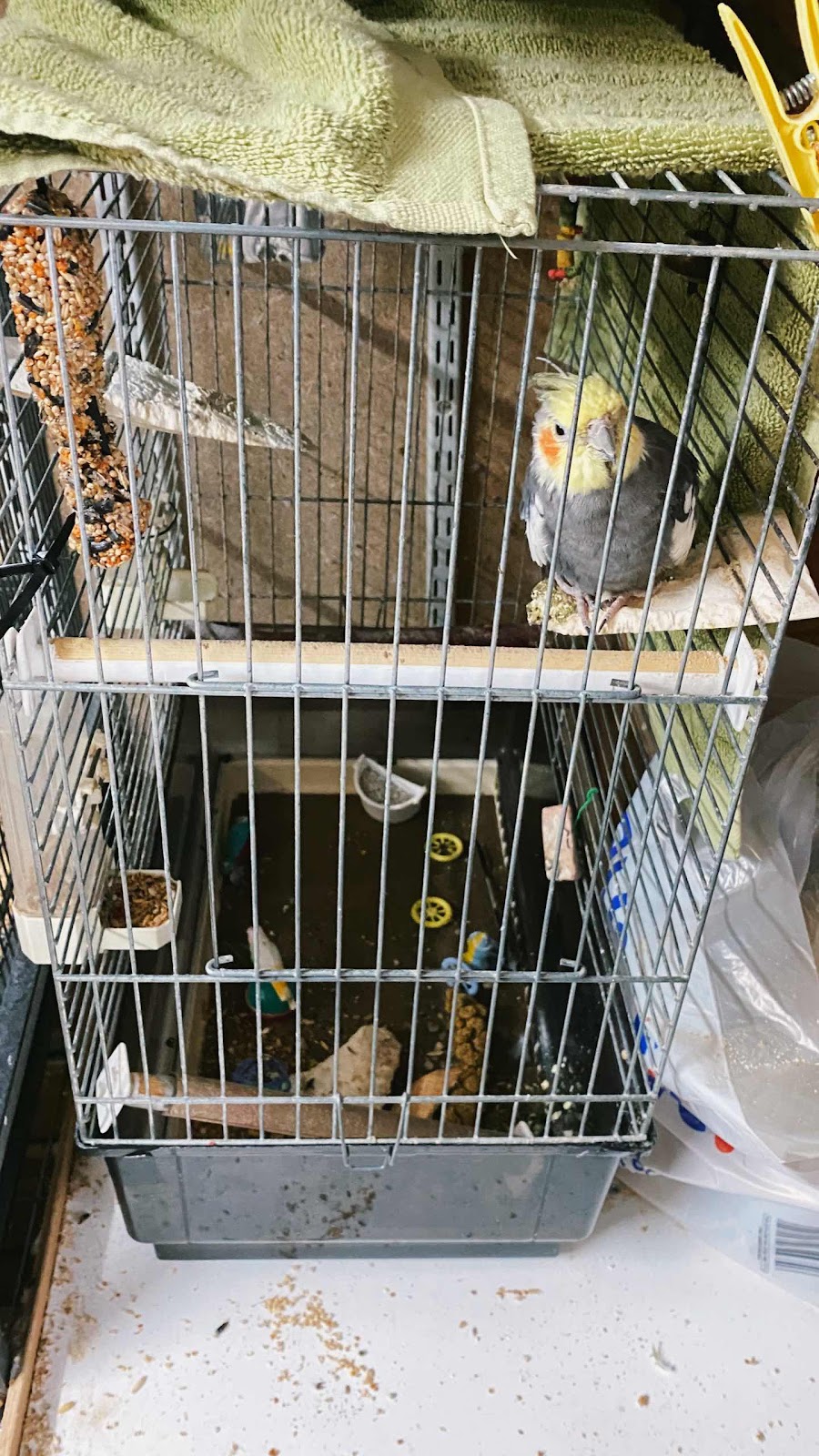 Cockatiel Sit In A Cage Alone In A Pet Shop