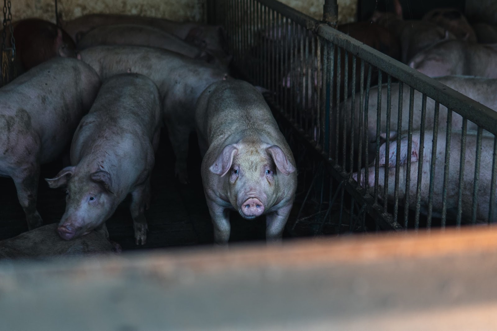 Pigs inside a shed on UK farm