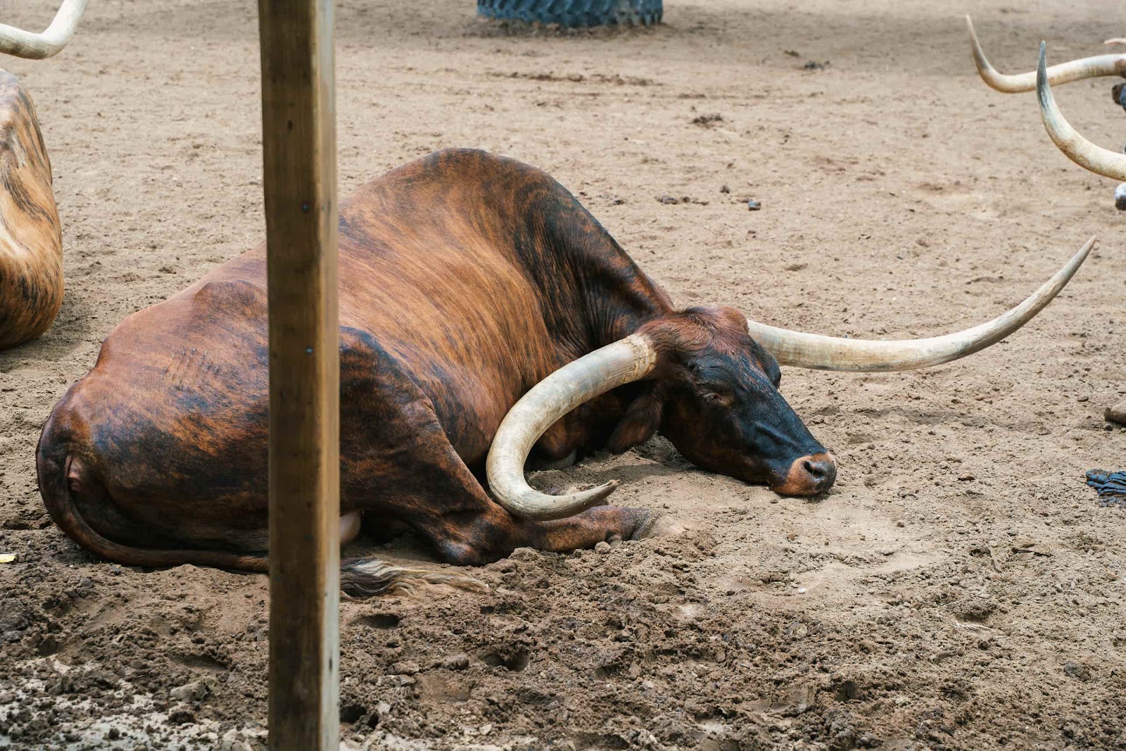 Longhorn Cow Waits for Cattle Drive