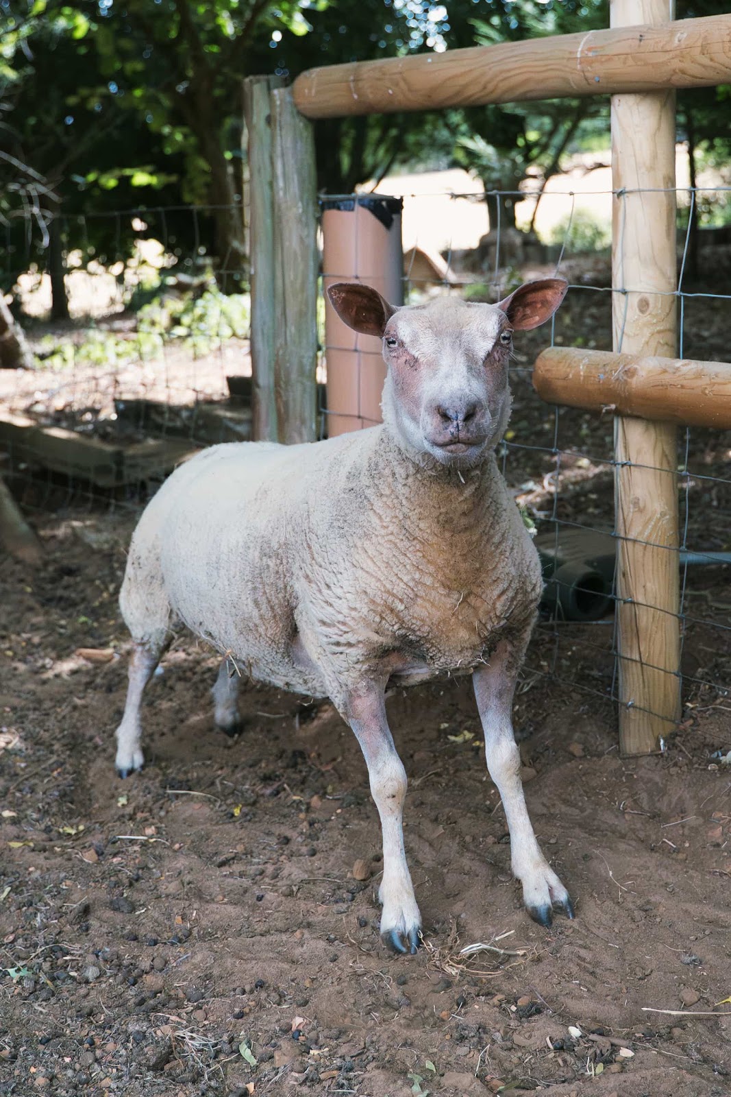 Sheep