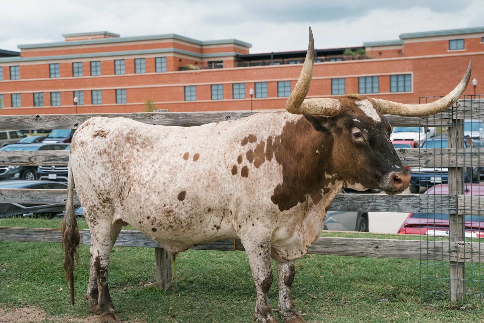 Longhorn Cow Make Their Way To The Street For Cattle Drive