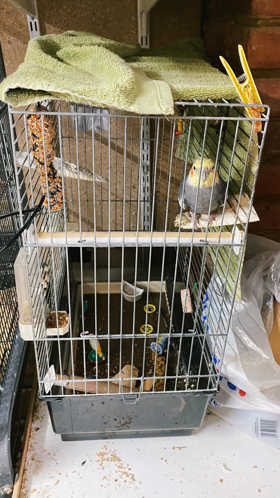 Cockatiel Alone In A Pet Shop