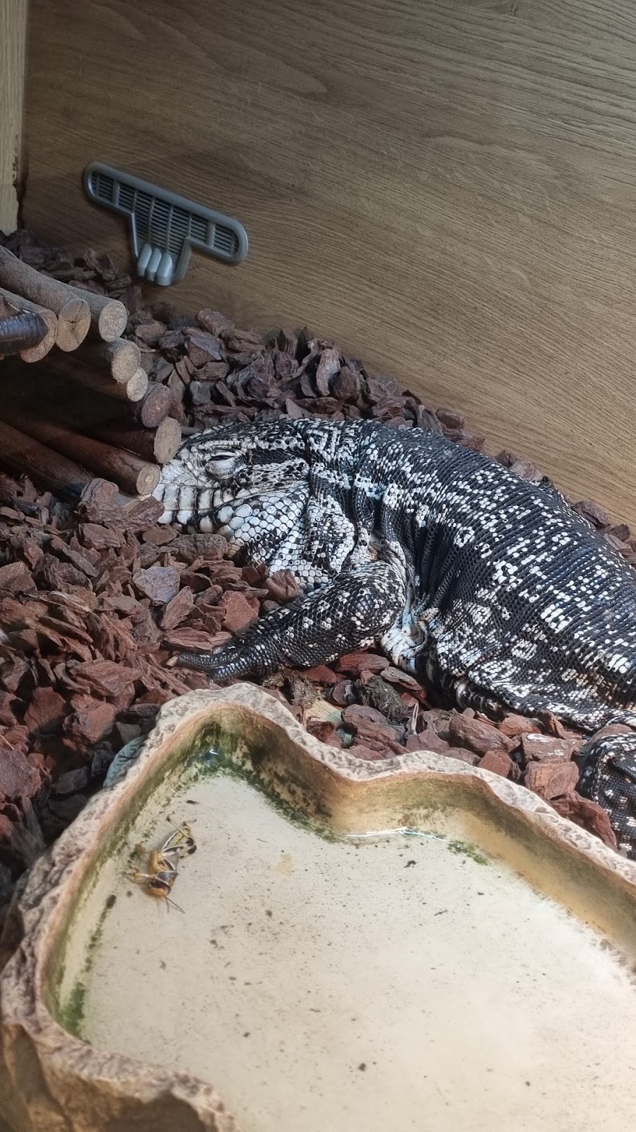 Tegu Lizard in a British pet shop with no water