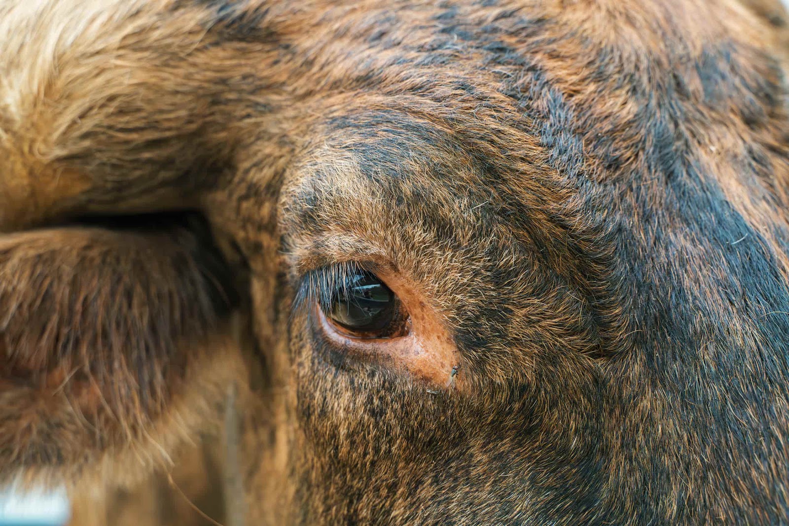 Close-up Eye Of Longhorn Cow