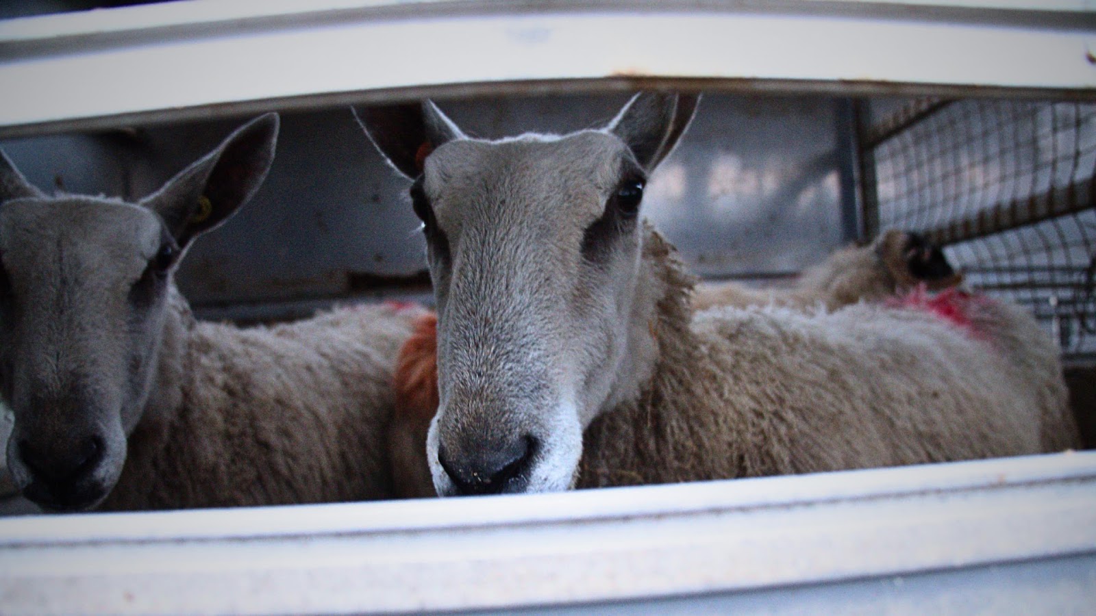 Sheep in Truck at Auction 