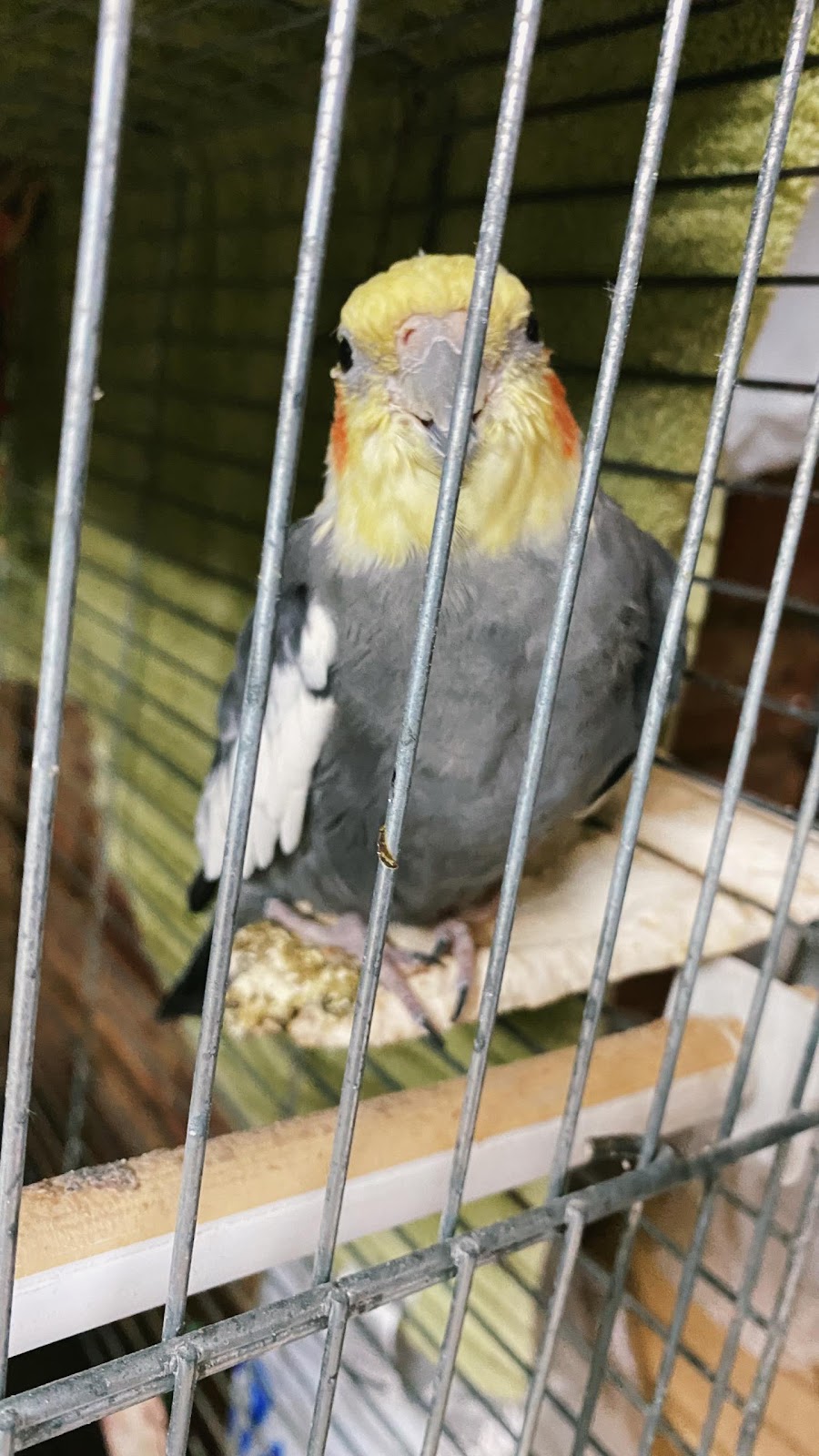 Close Up Of A Cockatiel Alone In A Pet Shop