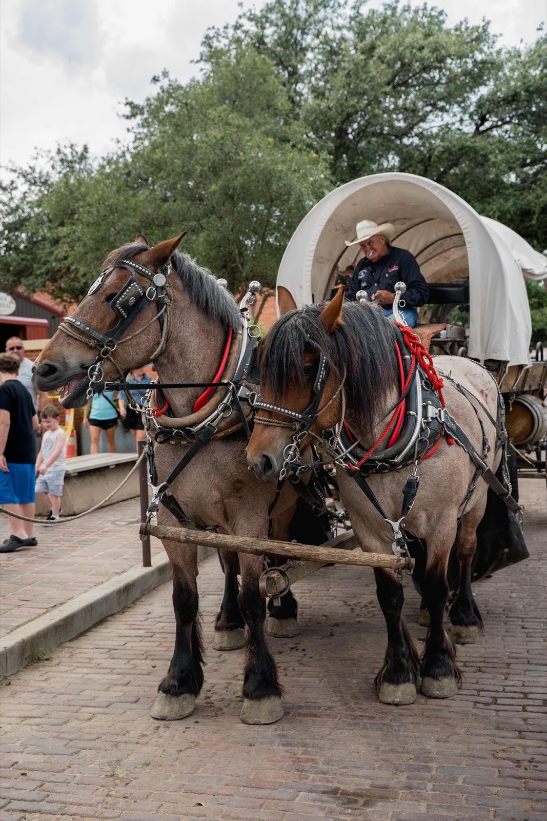 Horse & Cart